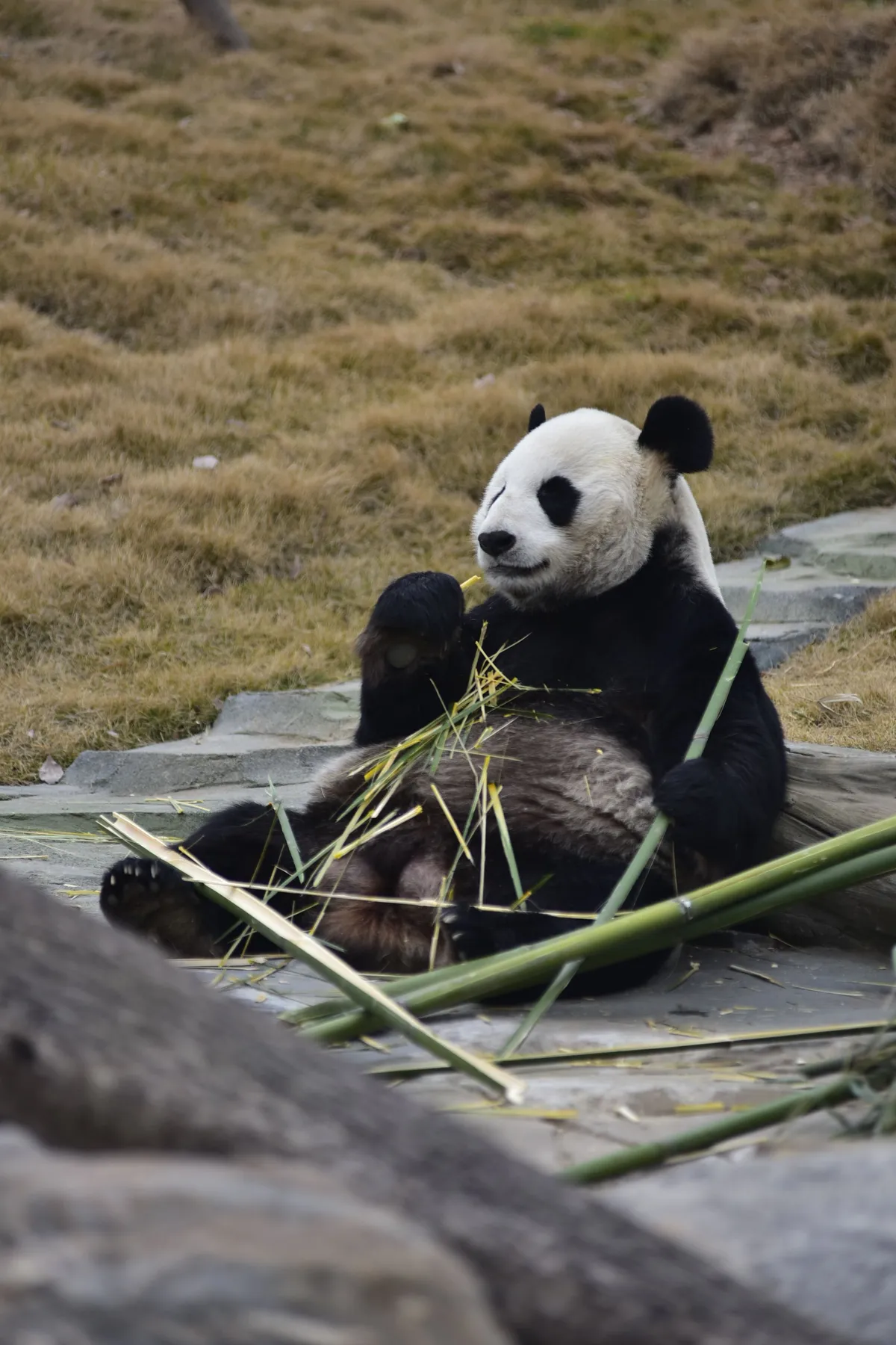 Giant panda eating bamboo in Chengdu