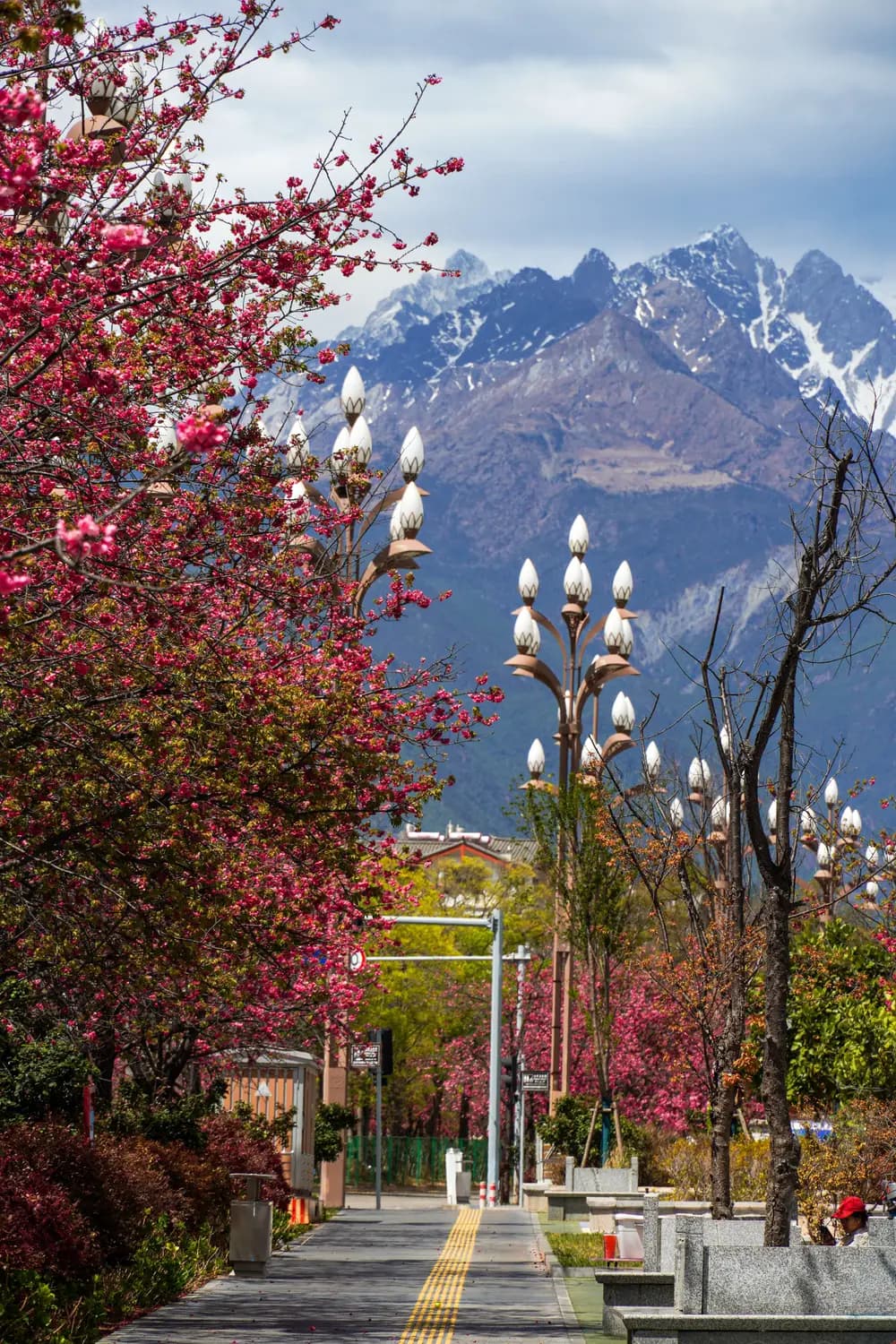 Spring blossoms and snow-capped mountains in Yunnan