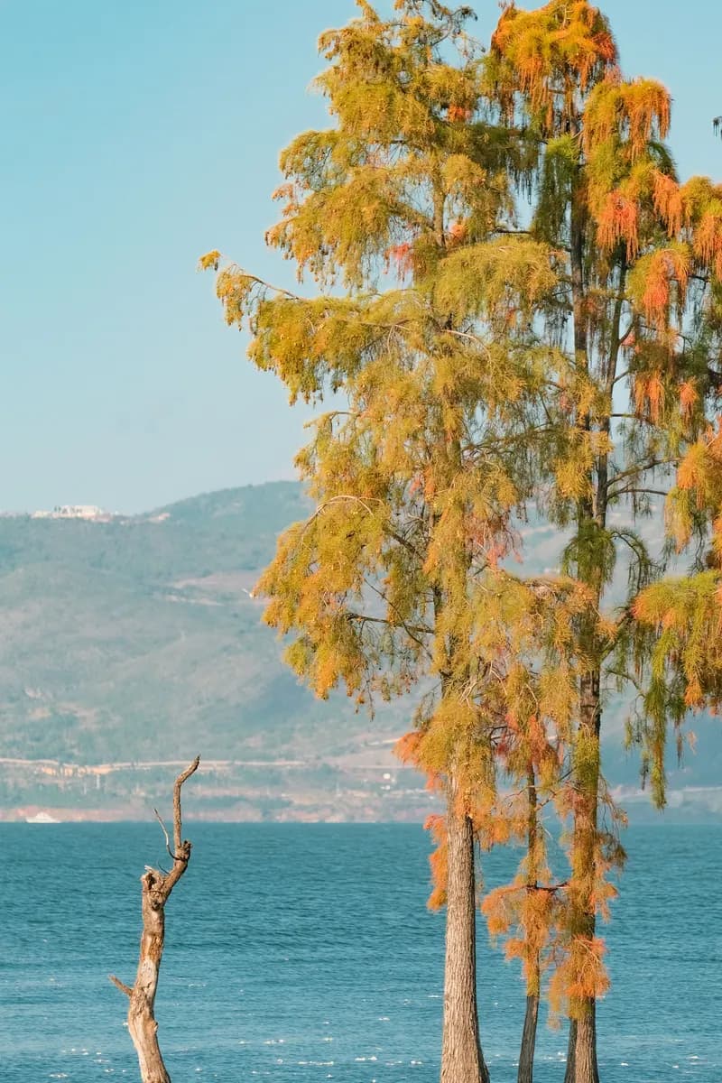 Autumn cypress trees standing in Erhai Lake with hazy Cangshan beyond, Dali