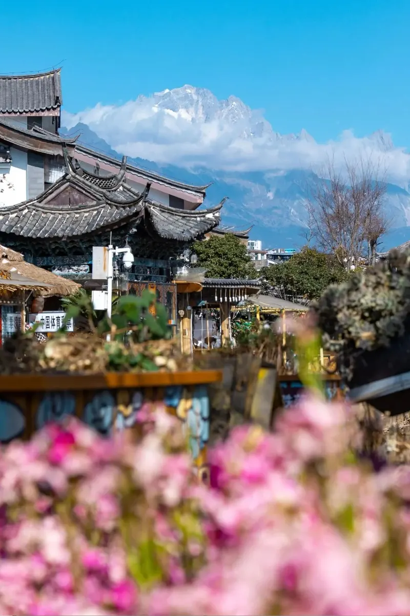 Lijiang Old Town rooftops and pink blossom with Jade Dragon beyond