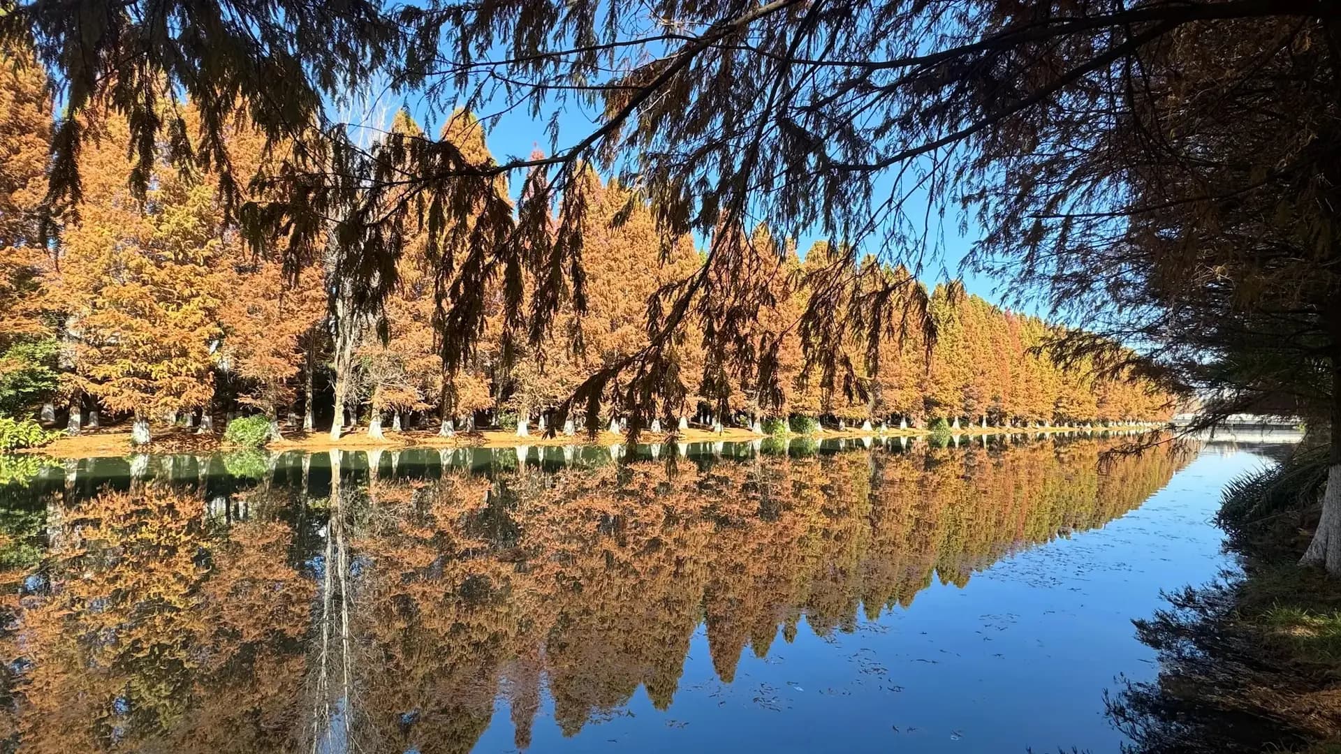 Autumn metasequoia lining a lake in Kunming, reflected in still water