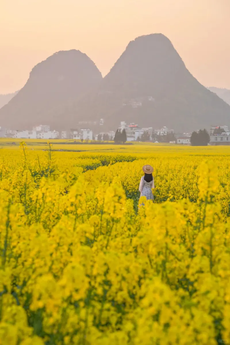 Yellow canola fields at Luoping with karst peaks at dusk
