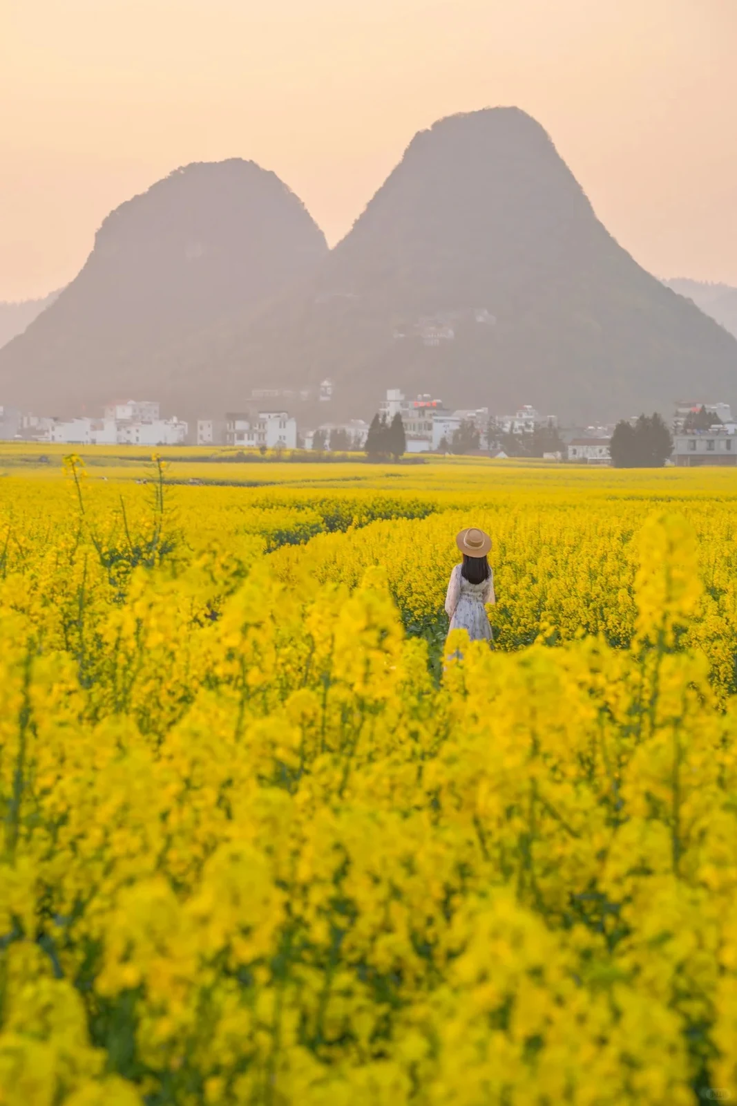 Yellow canola fields at Luoping with karst peaks at dusk