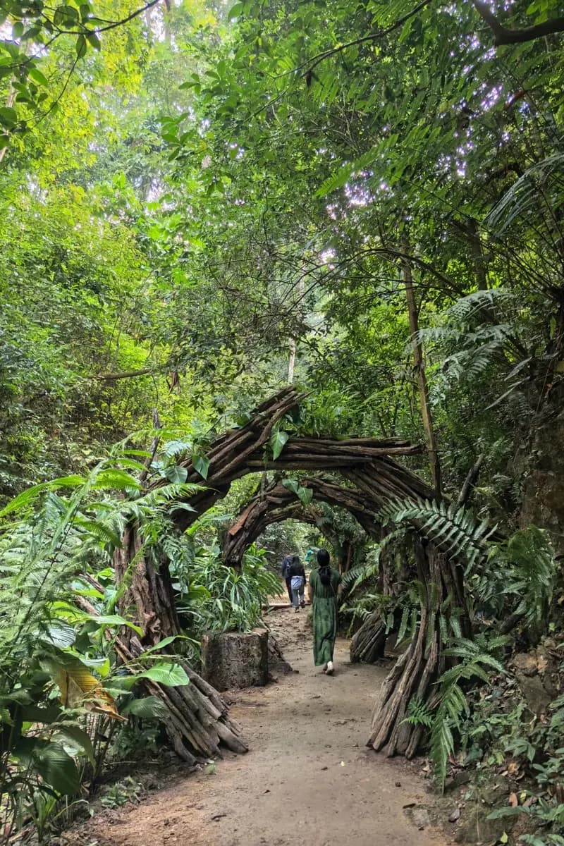 Root arches over a forest path in Xishuangbanna Primitive Forest Park