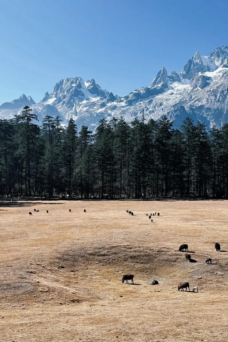 Yaks on Yunshanping meadow below snow-covered Jade Dragon in winter