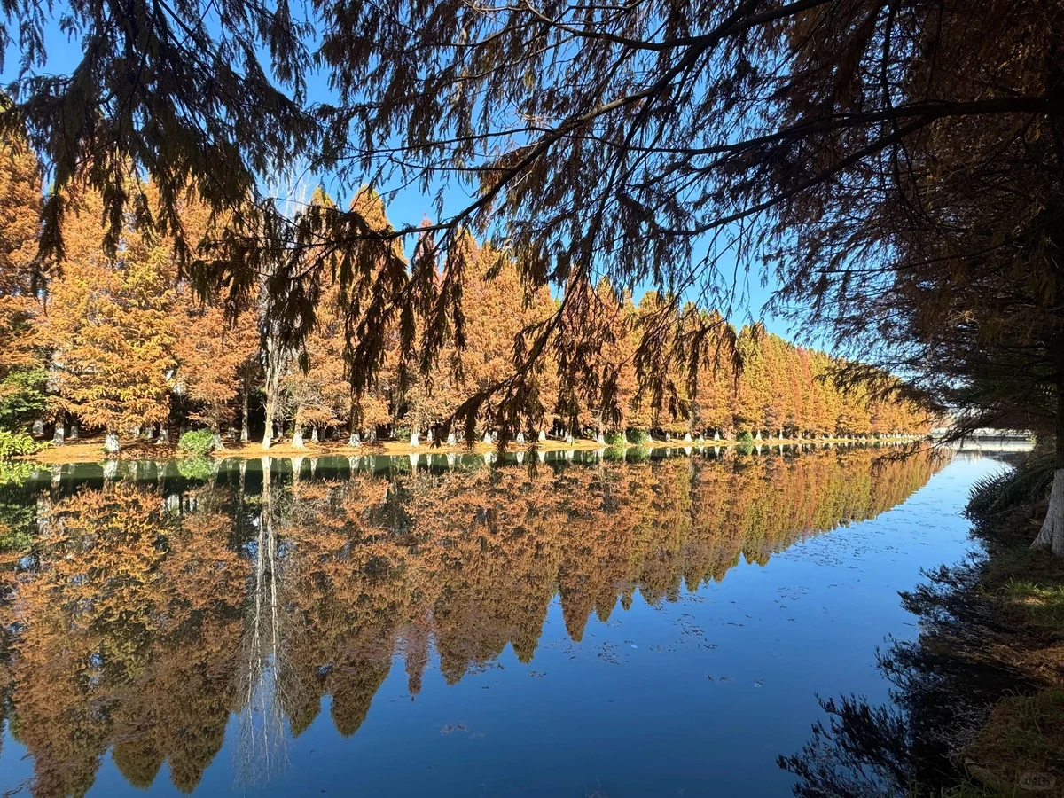 Tree-lined streets and everyday Kunming city life